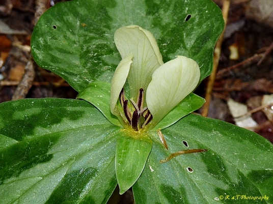 {Trillium discolor}